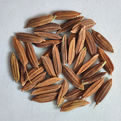 Rice sorting case(图4)